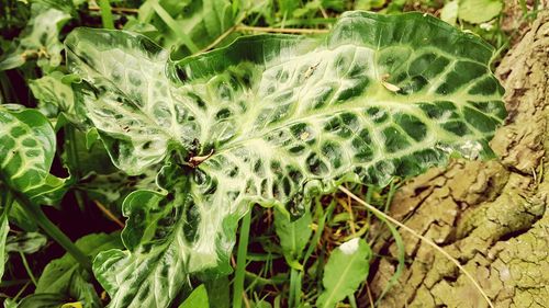 Close-up of plants