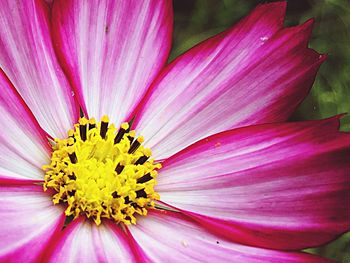 Close-up of pink cosmos flower blooming outdoors