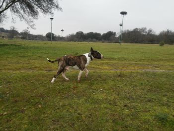 Dog on field against sky