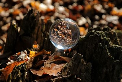 Close-up of wine glass on rock