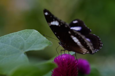 Close-up of butterfly pollinating on purple flower