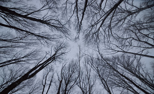 Low angle view of bare trees against sky