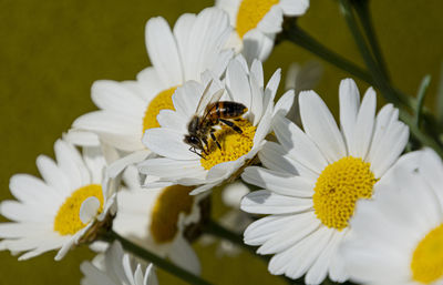 Bee pollinating on flower