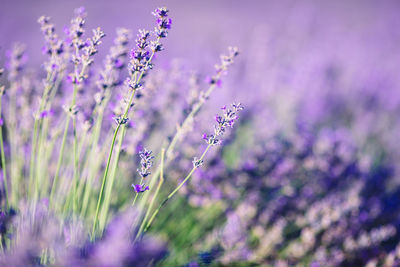 Close-up of purple flowering plants on field