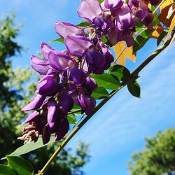 Close-up of fresh pink flower tree against sky