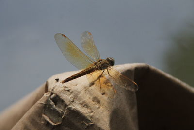 Close-up of butterfly on leaf