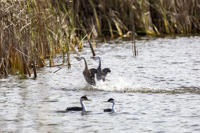 Grebes swimming in lake