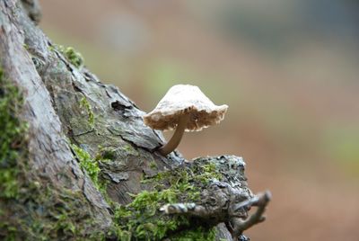 Close-up of mushroom growing on rock