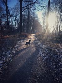 View of dog on road