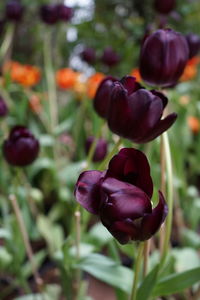 Close-up of purple tulip flowers