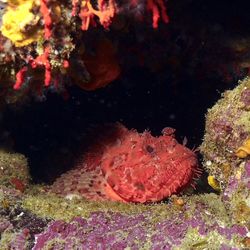 View of fish in sea