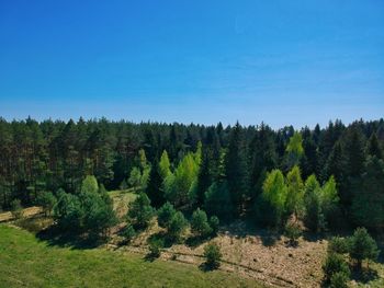 Scenic view of forest against blue sky