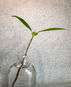 Plant growing in vase