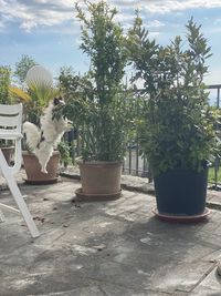 Potted plants in yard against trees