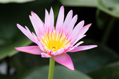 Close-up of pink lotus water lily