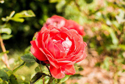 Close-up of red rose