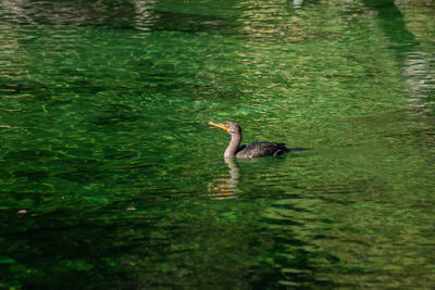 Duck swimming in a lake