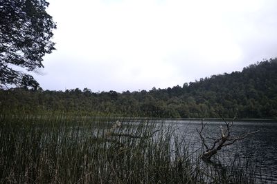 Calm lake with trees in background