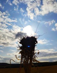 Close-up of insect on flower against sky