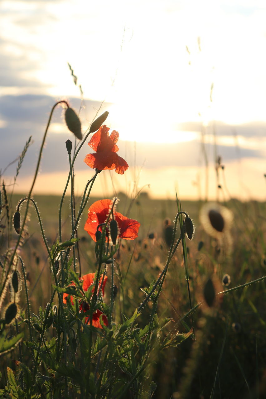 CLOSE-UP OF POPPY FLOWERS ON FIELD