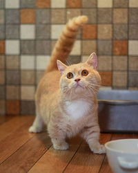 Cat looking away while sitting on tiled floor