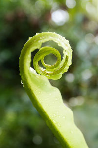 Close-up of wet leaf