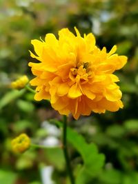 Close-up of yellow flower blooming outdoors