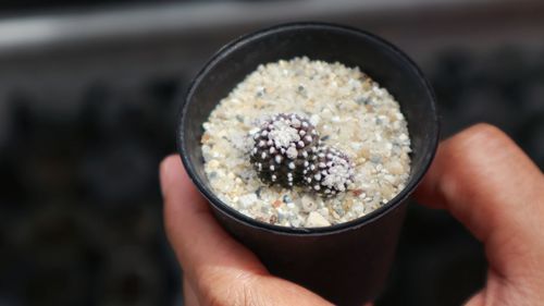 Cropped hand holding small potted cactus