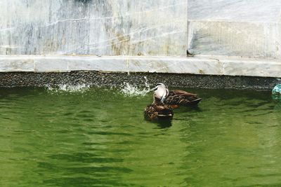 Swan in lake