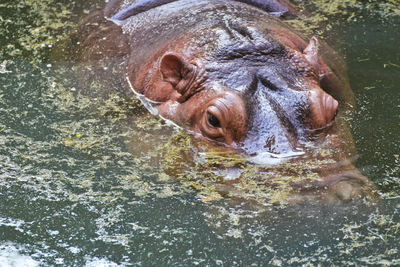 Close-up of turtle in lake