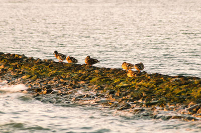 View of birds in sea