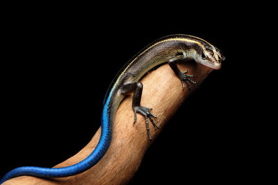 Close-up of a lizard