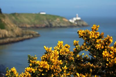 Yellow flowers growing against sea