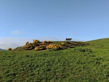 Scenic view of land against sky