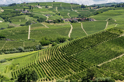 Scenic view of agricultural field