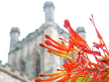 Close-up of red flowers