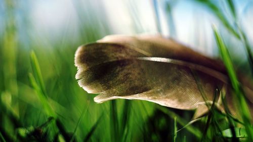 Close-up of mushroom growing outdoors