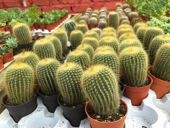 High angle view of potted plants on field