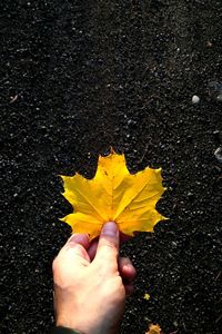 Close-up of hand holding maple leaf