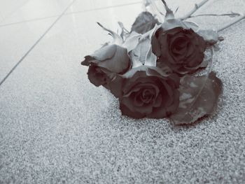 Close-up high angle view of rose