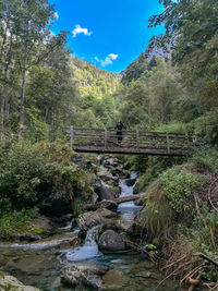 Bridge over river amidst trees in forest against sky