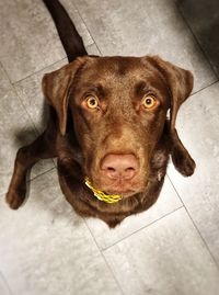 High angle portrait of dog on floor