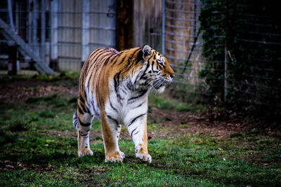 Close-up of tiger in zoo