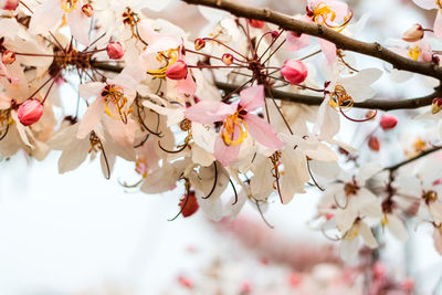 Low angle view of cherry blossoms in spring