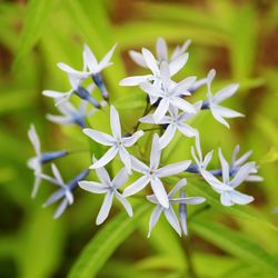 Close-up of white flowers