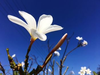 Close-up of white flowering plant against blue sky