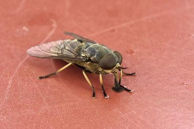 Close-up of horse fly