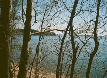 Bare trees against sky