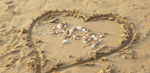 High angle view of shells on sand at beach