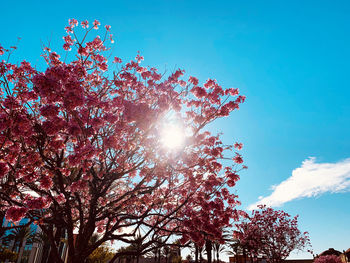 Low angle view of sunlight streaming through tree